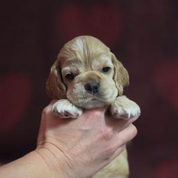 Dave - Buff male Cocker Spaniel puppy in Marshfield, Wisconsin from Gingerale Cockers and Cockapoos