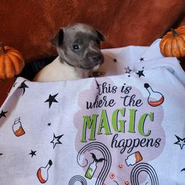 Wonder - White and blue female Rat Terrier puppy in Booneville, Mississippi from Emerald Rat Terriers