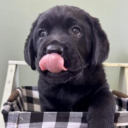 Boy 1 - Black male Labrador Retriever puppy in North East, Pennsylvania from Newara’s Dog House LLC