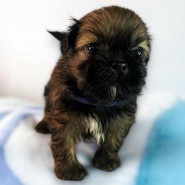 AKC-Teddy - Chocolate and tan male Shih Tzu puppy in Mooresville, North Carolina from Juji Shih Tzu