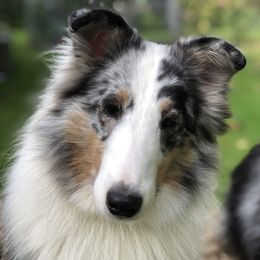 Cloudy - Shetland Sheepdog