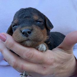 Teddiursa - Black male Bordoodle puppy in Canfield, Ohio from Poo's Doo's & Inu's