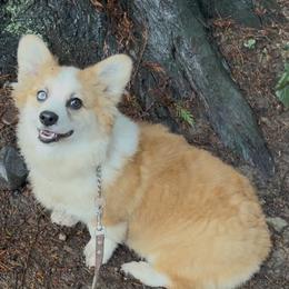 Girl 2 - Red female Pembroke Welsh Corgi puppy in Roy, Washington from Breyerwood