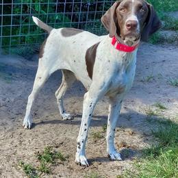 Isla - German Shorthaired Pointer