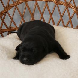 Raven - Black female Labrador Retriever puppy in Buffalo Valley, Tennessee from Buffalo Valley Breeders