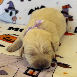Violet - Yellow female Labrador Retriever puppy in Ft. Myers/Naples, Florida from Tiny Hiney Farm Labradors