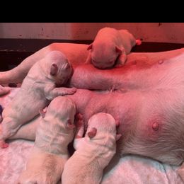 French Bulldog Puppies from Frenchie of New York