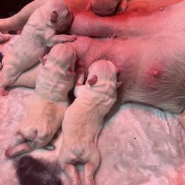 French Bulldog Puppies from Frenchie of New York