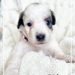 VIOLA - Black and white female Bernedoodle puppy in Houston, Texas from Pia’s Doodle Poodle Wag