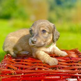 Dachshund Puppies from Northwest Dachshunds