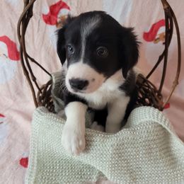 Blessing - Black and white female Border Collie puppy in Watsontown, Pennsylvania from Kate Gresham