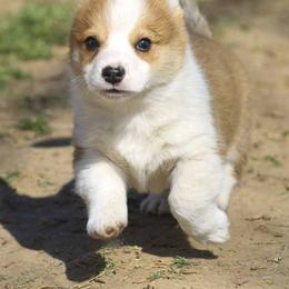 Pembroke Welsh Corgi Puppies from Rees Corgis