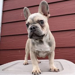 French Bulldog and Pembroke Welsh Corgi Puppies from Drea M Companion Puppies