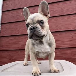 French Bulldog and Pembroke Welsh Corgi Puppies from Drea M Companion Puppies