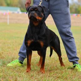 Ava - Rottweiler