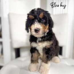 Blue boy - Tri-color male Bernedoodle puppy in Valdese, North Carolina from Doodling All Day Goldendoodles