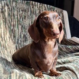 Remi - Dachshund