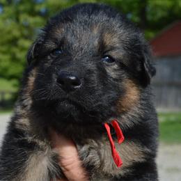 Red - Black and tan female German Shepherd puppy in Grand Rivers, Kentucky from Von Frieden German Shepherds LLC