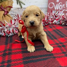 India - Cream female Goldendoodle puppy in Lisbon, Ohio from Willow Lane Doodles