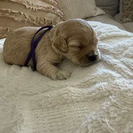 Rory - Buff and white female Cockapoo puppy in Yuba City, California from The Doodle Barn