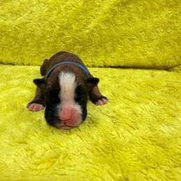 Blue boy - Fawn male Boxer puppy in Marion, Montana from Serendipity's European Boxers