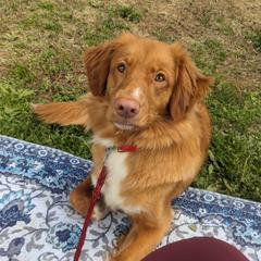 Roulette - Nova Scotia Duck Tolling Retriever