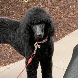 Poodles from Plush Poodles