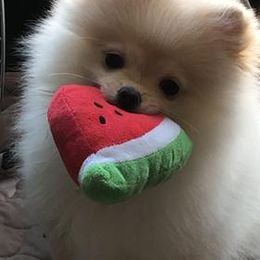 Pomeranian Puppies from Yates Pomeranians