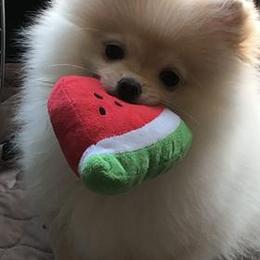 Pomeranian Puppies from Yates Pomeranians