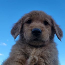 Teal gray collar - Golden female Golden Retriever puppy in Boulder, Montana from Sharee's Golden Retrievers