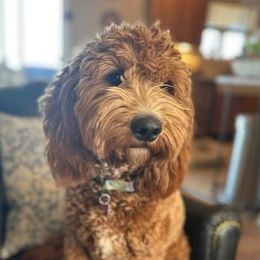 Ari - Goldendoodle