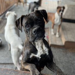 Monkey - Boxer