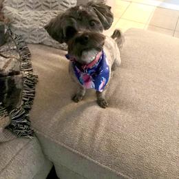 Shorkie All Grown Up from Roover's Oklahoma Shorkies