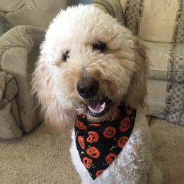 Darci - Goldendoodle