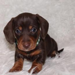 Chocolate and Tan Male - Chocolate and tan male Dachshund puppy in Lily, Kentucky from Little Acres Miniature Dachshunds