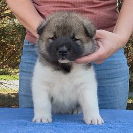Hana - Girl 2 - Brown female Akita puppy in Coopersburg, Pennsylvania from Main Street Akitas