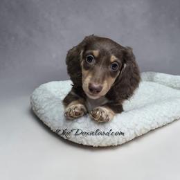 Sully - Chocolate and cream male Dachshund puppy in Oklahoma City, Oklahoma from OkieDoxieland Dachshunds