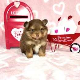 Chocolate and tan AKC boy - Chocolate and tan male Pomeranian puppy in Princeton, New Jersey from PureLove Poms.