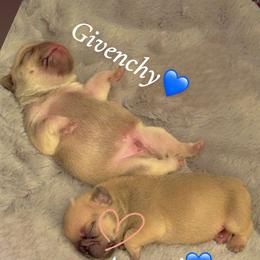 French Bulldog Puppies from Emotional Support Babies