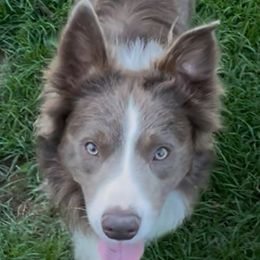 Jasper - Border Collie