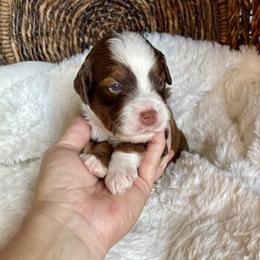 Chilli - Tri-color male Bernedoodle puppy in Superior, Arizona from Mountain Bridge Doodles