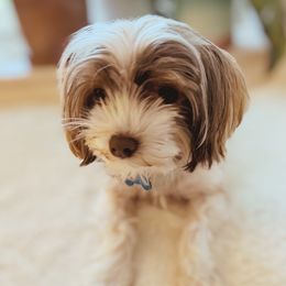 Milkshake - Yorkshire Terrier