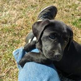 Labrador Retriever Puppies from Rapidan River Labradors