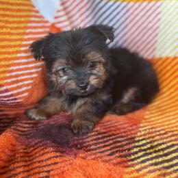 Female - Black and tan female Yorkshire Terrier puppy in Coeburn, Virginia from Southern Sweetheart Kennels