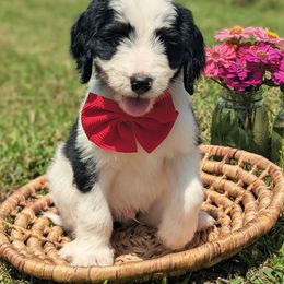 Journey - Tri-color male Bernedoodle puppy in Mount Pleasant, Tennessee from Amy Brewer