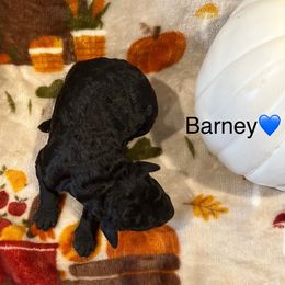 Barney - Black male Bordoodle puppy in Republic, Missouri from Holland Hilltop Farm