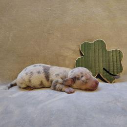 Puppy 1 - Blue and cream male Dachshund puppy in Riverside, California from Saddle Up Dachshunds