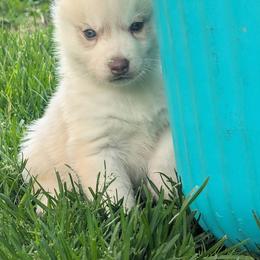 Ace - Red and white male Siberian Husky puppy in Wisconsin from Liberty Siberians