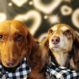 Kona Beanz - Dachshund