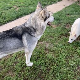 Siberian Husky All Grown Up from Nakitas den